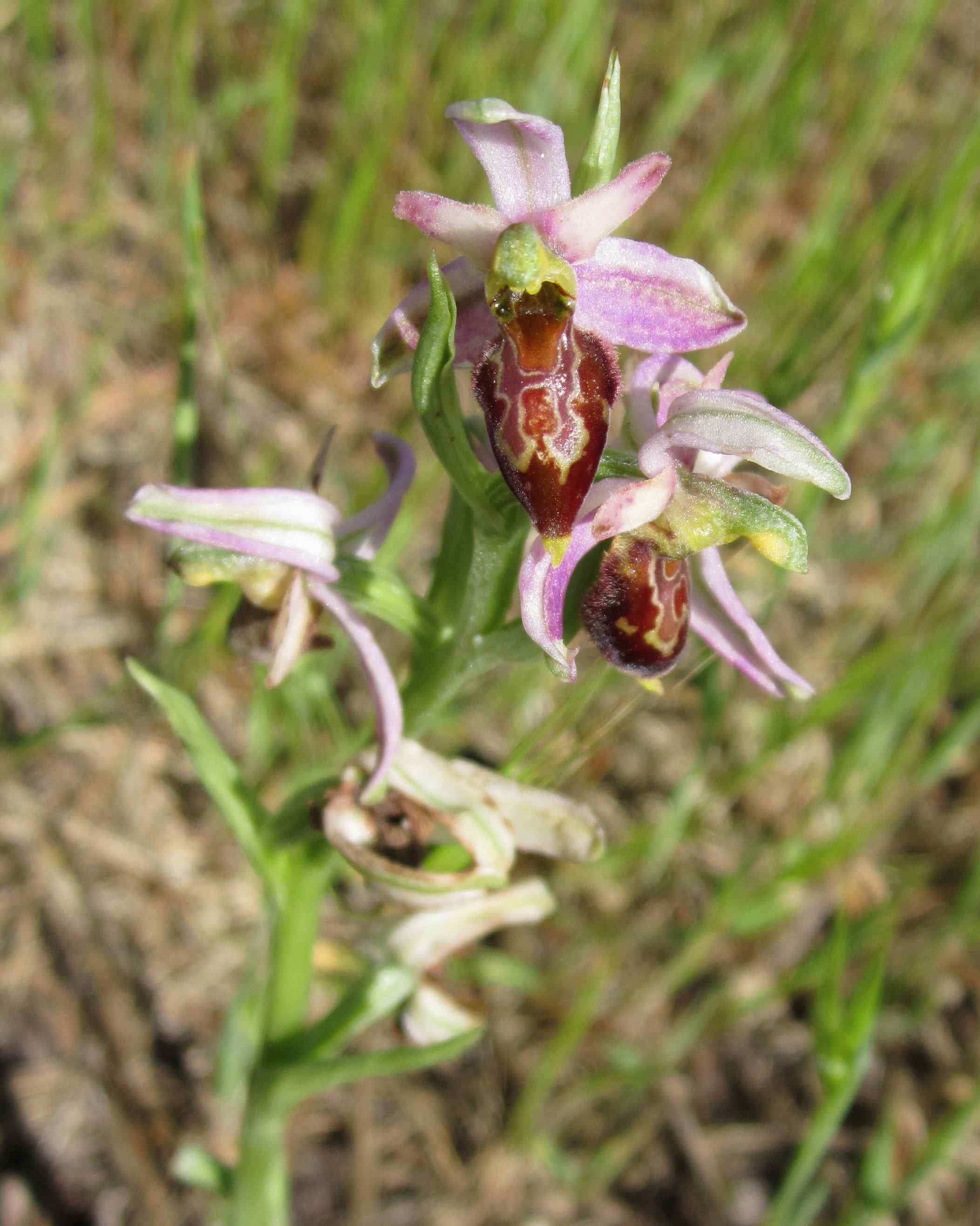 Ophrys exaltata subsp montis-leonis